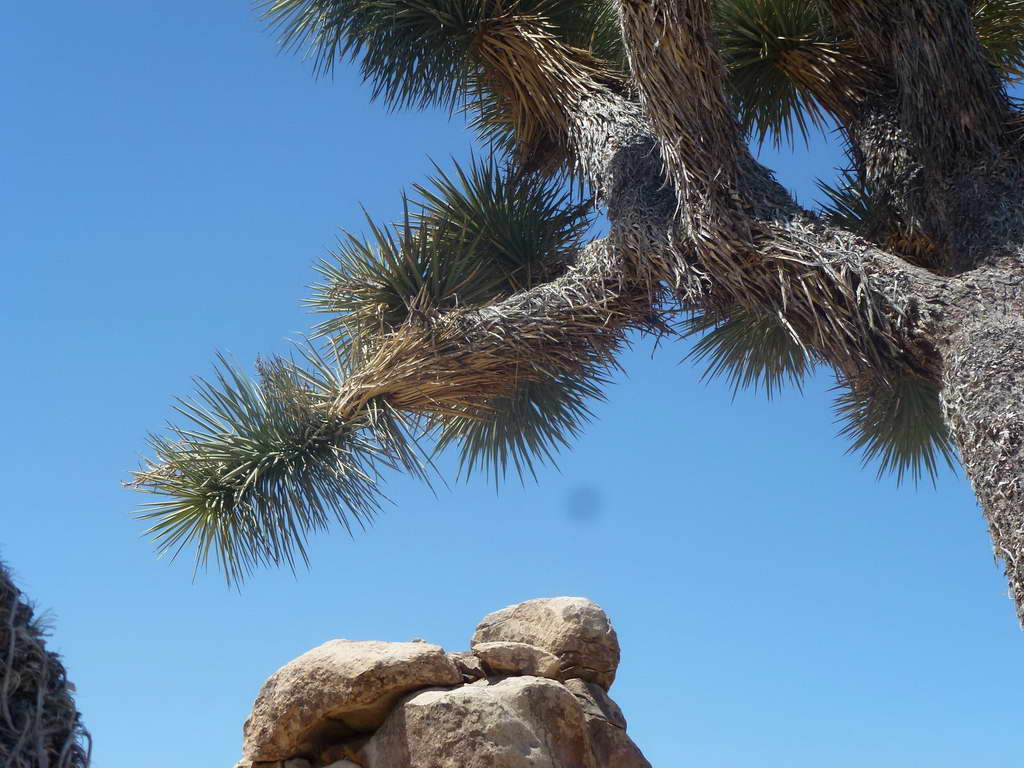 Joshua Tree National Park